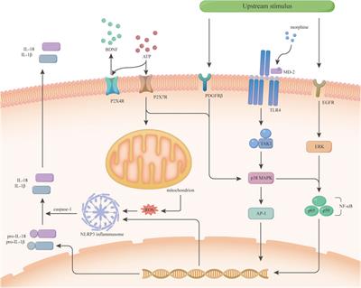 Microglia in morphine tolerance: cellular and molecular mechanisms and therapeutic potential